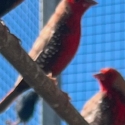 Fawn painted finches