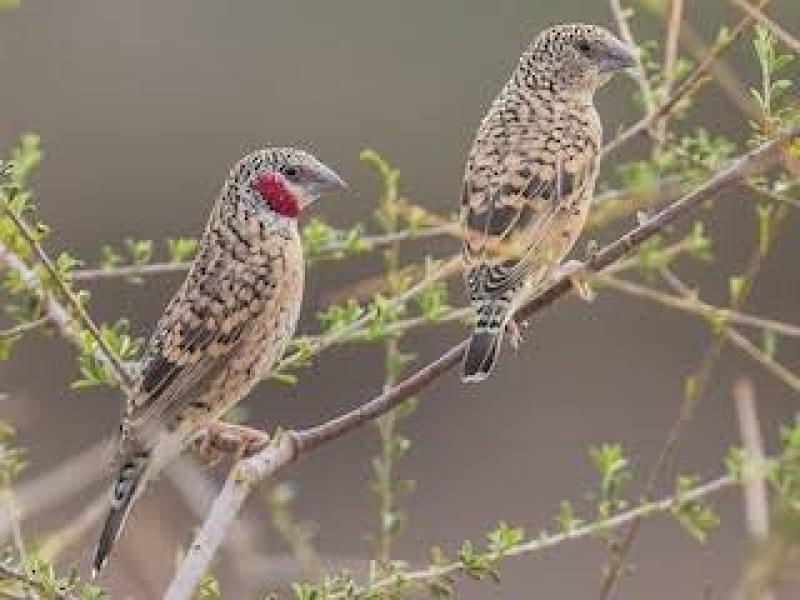 Cutthroat finches