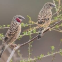 Cutthroat finches