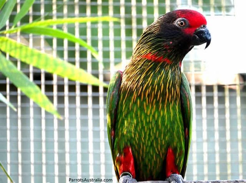 Quality Yellow Streaked Lories For Sale