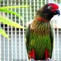 Quality Yellow Streaked Lories For Sale