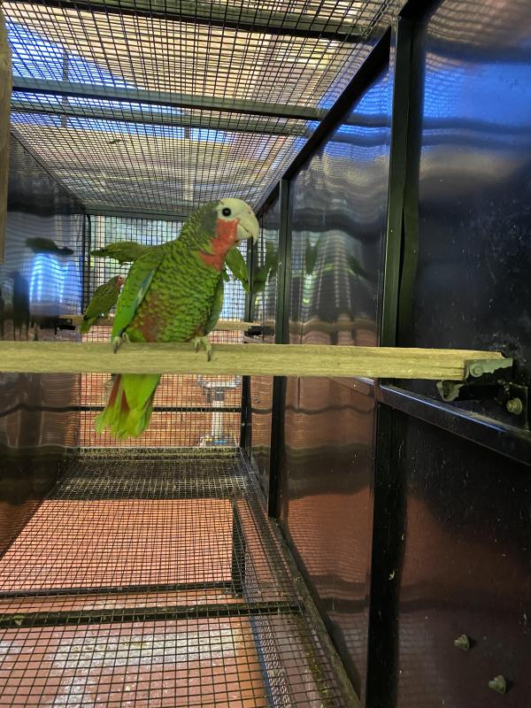 Cuban Amazon