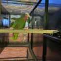 Cuban Amazon