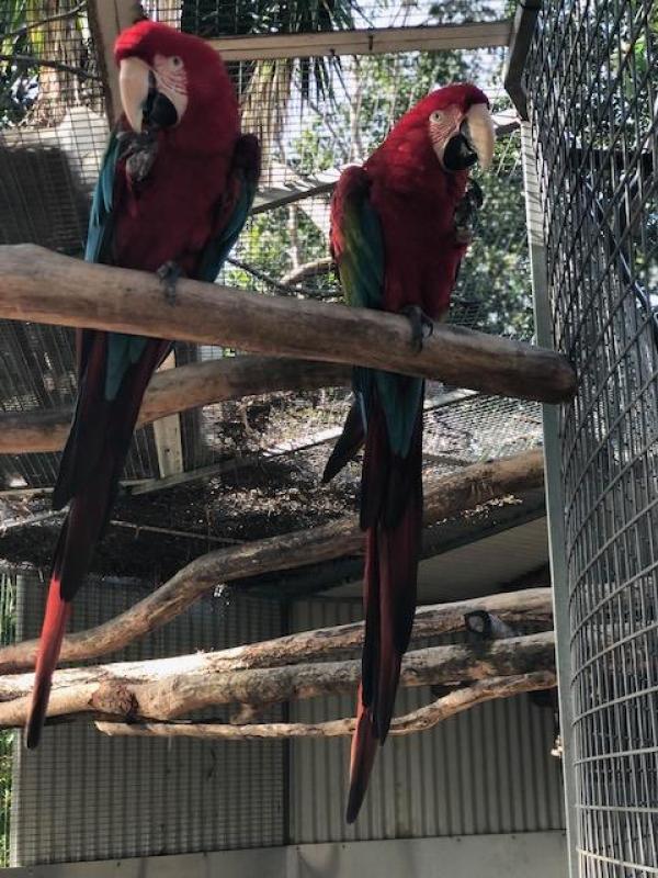 Greenwing Pair guaranteed breeding pair