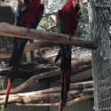 Greenwing Pair guaranteed breeding pair