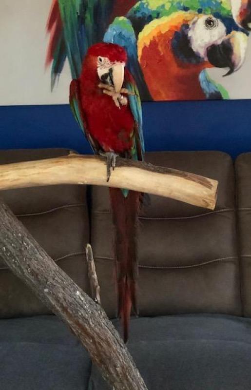 Friendly and tame hand raised male Green Wing Macaw