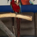 Friendly and tame hand raised male Green Wing Macaw