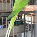 Alexandrine parrot