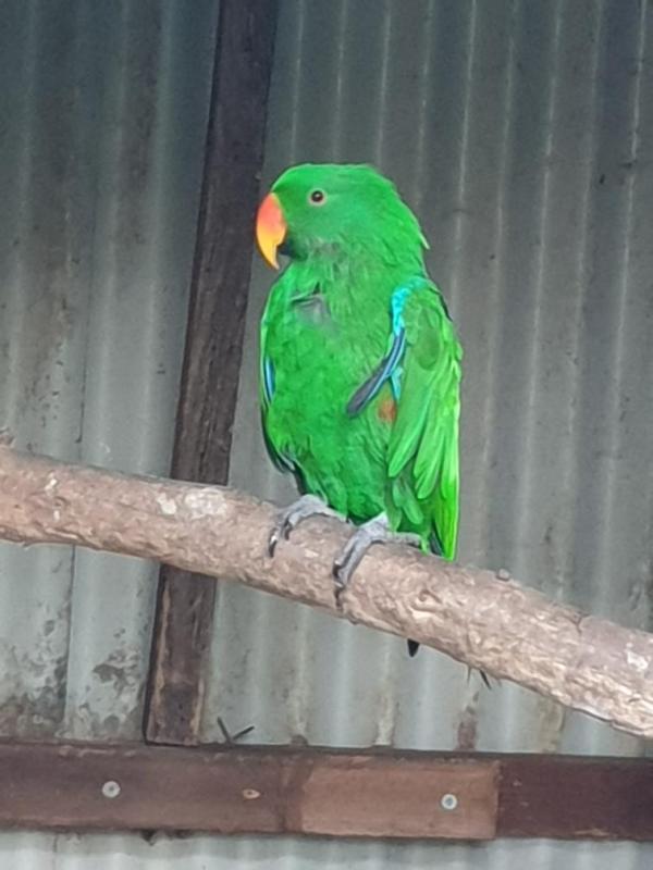 Eclectus parrot