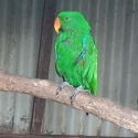 Eclectus parrot