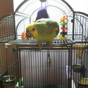 Looking for young, HR, tame, friendly Amazon - DYH, BF, YC, RL