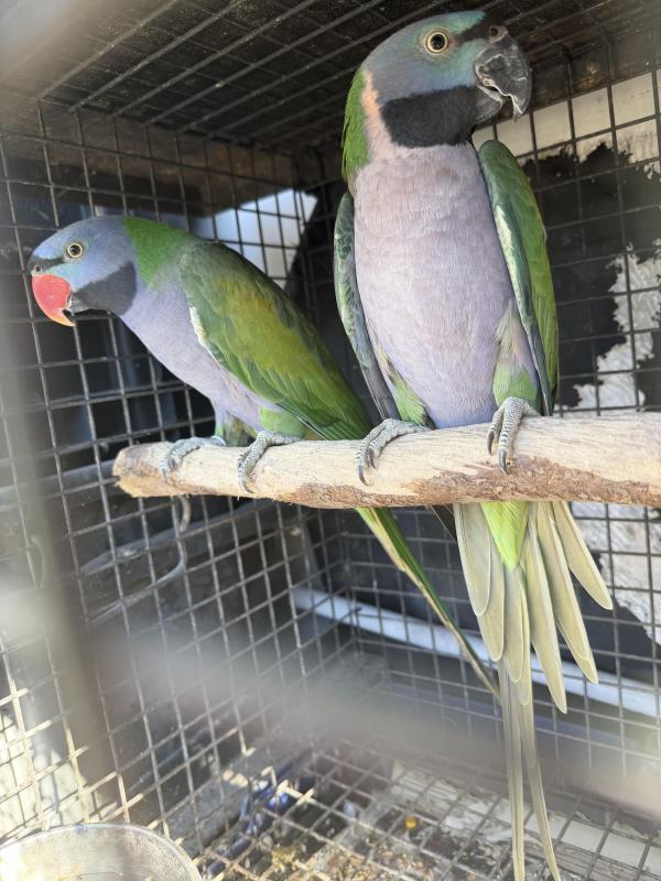 Breeding Pair Derbyan Parrots SOLD