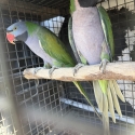 Breeding Pair Derbyan Parrots SOLD
