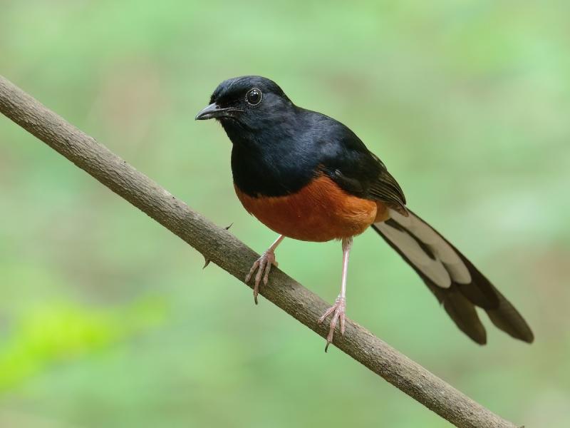 Rare White Rumped Shama