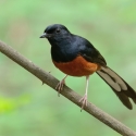 Rare White Rumped Shama