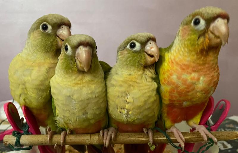 Swap/Sell - Handraised Green-cheeked Conures (3 left)