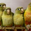 Swap/Sell - Handraised Green-cheeked Conures (3 left)