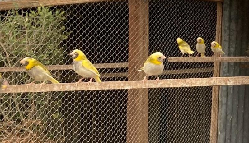 Agate Greenfinches