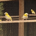 Agate Greenfinches