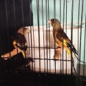 Oriental Greenfinch
