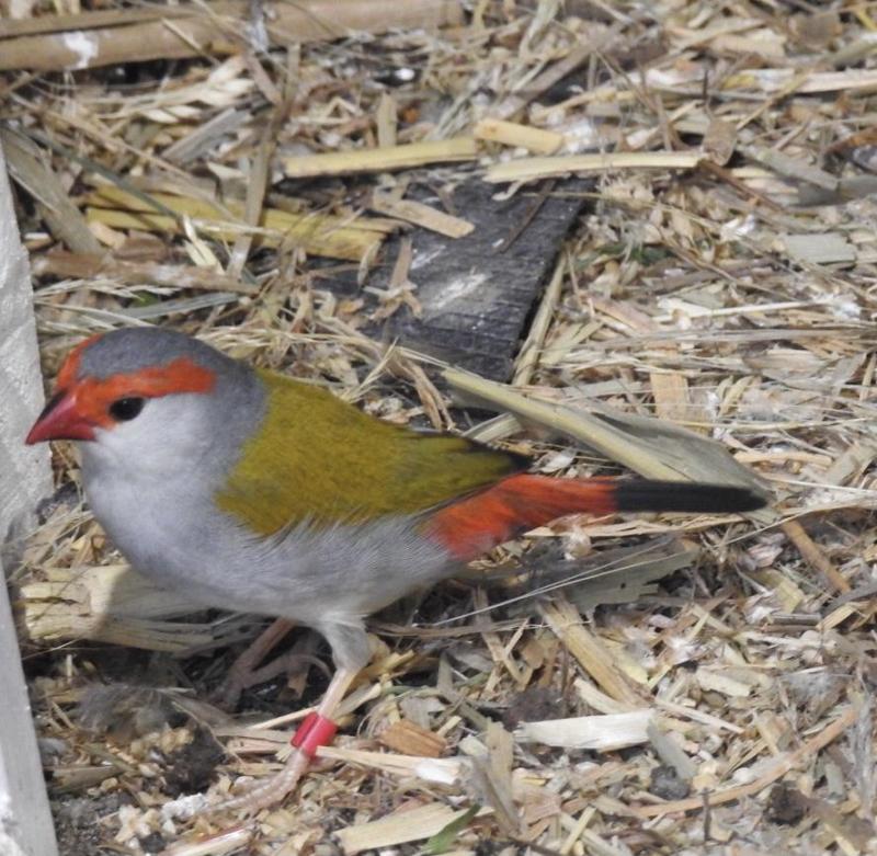Lesser red brows hens