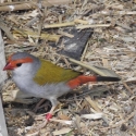 Lesser red brows hens