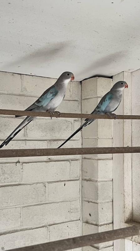 PRINCESS  PARROT  MUTATION  -