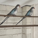 PRINCESS  PARROT  MUTATION  -