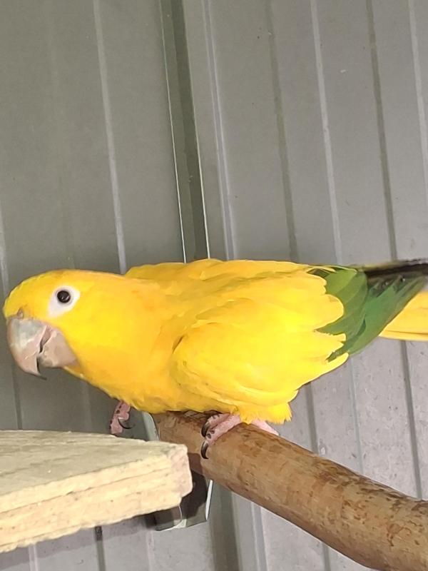 GOLDEN CONURE HEN, 3yr old