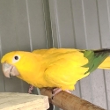 GOLDEN CONURE HEN, 3yr old