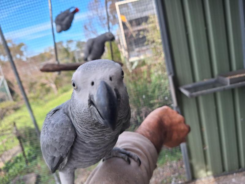 2025 African grey's