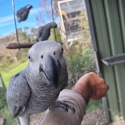 2025 African grey's