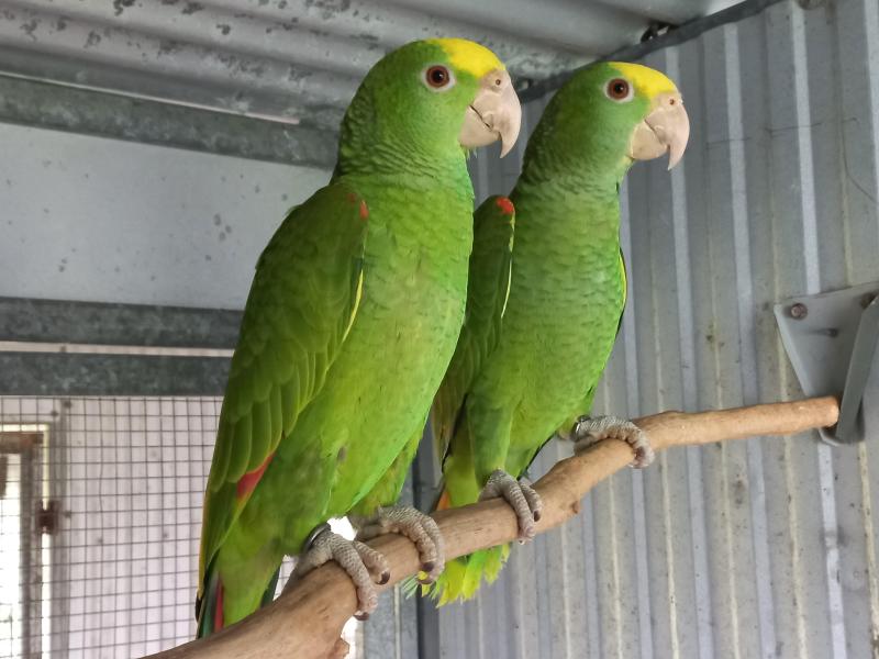 double yellow and white front amazons