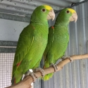 double yellow and white front amazons