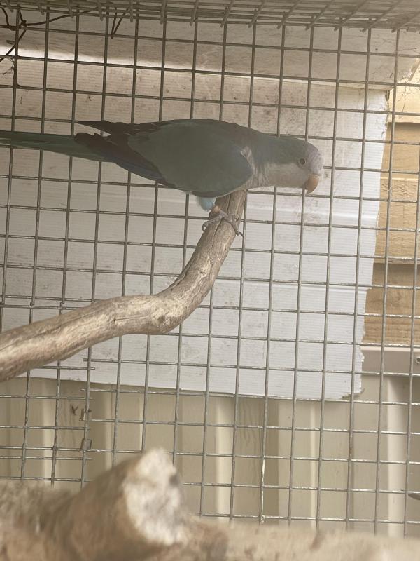 Male Blue Quaker
