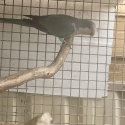 Male Blue Quaker