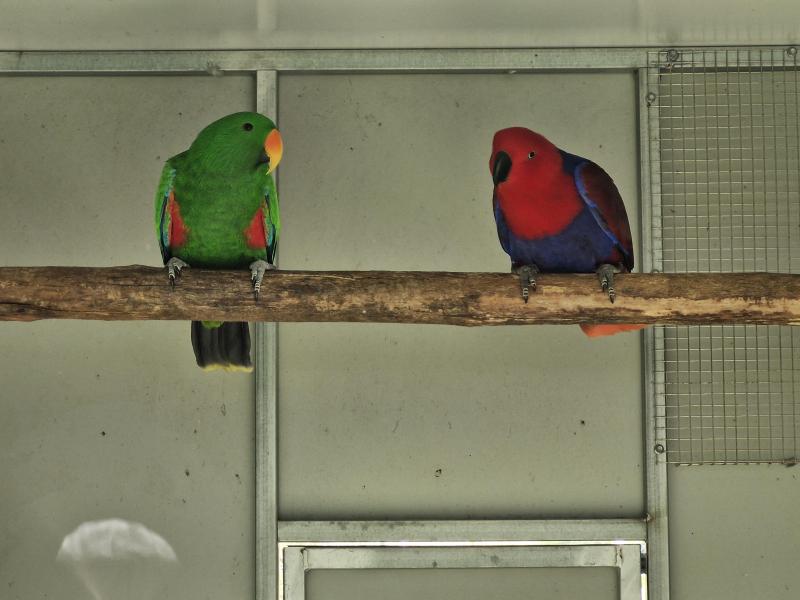 Eclectus parrots