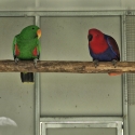 Eclectus parrots