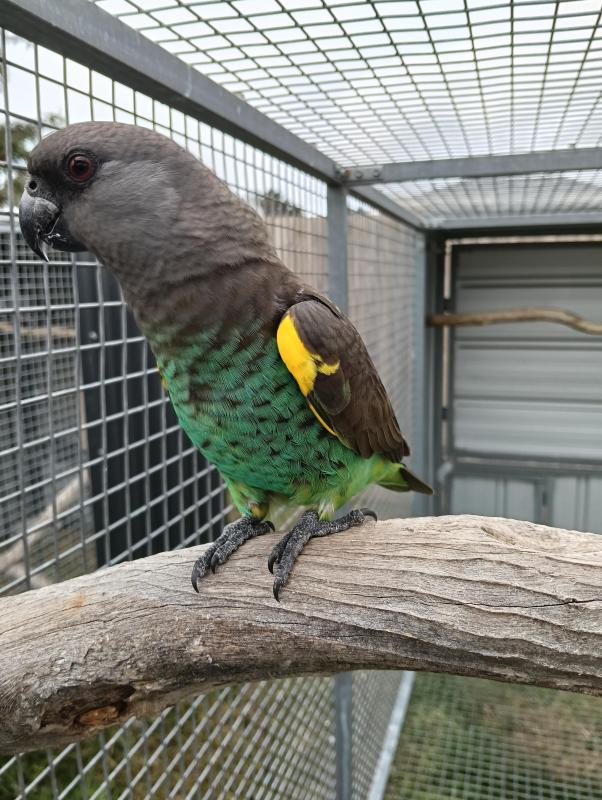 Cock meyers parrot