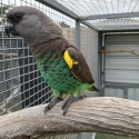 Cock meyers parrot
