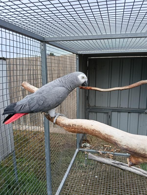 Mature cock african grey