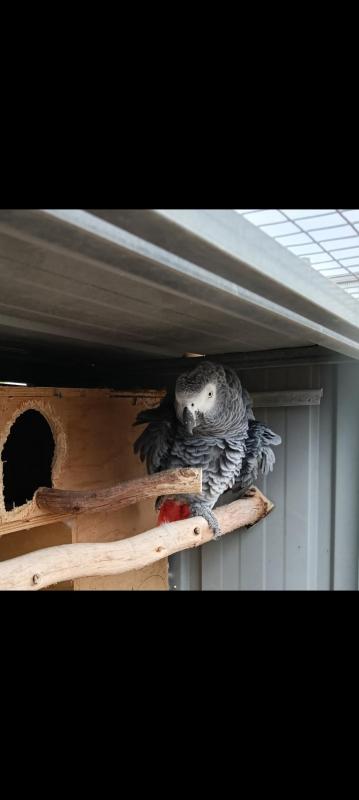 African grey pair