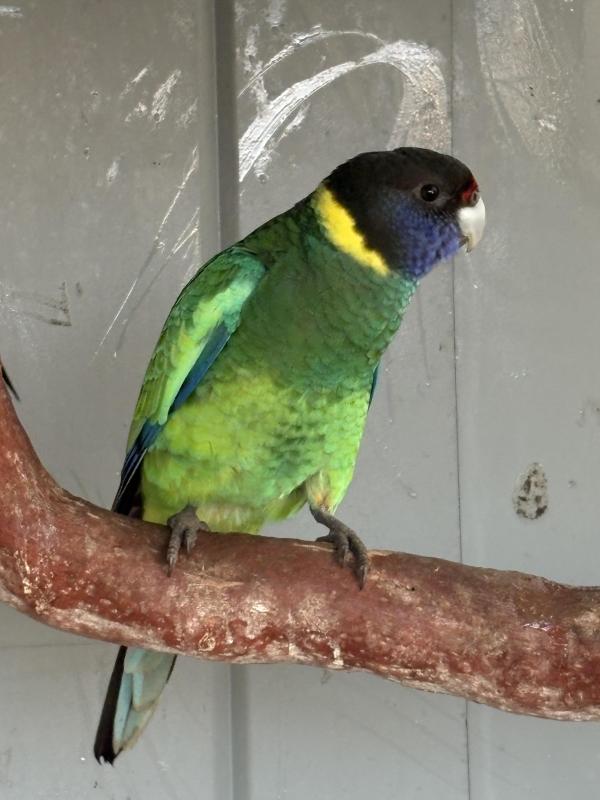 WTB- Australian Native Parrots