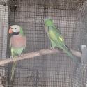 Downs Bird Breeders association Bird sale