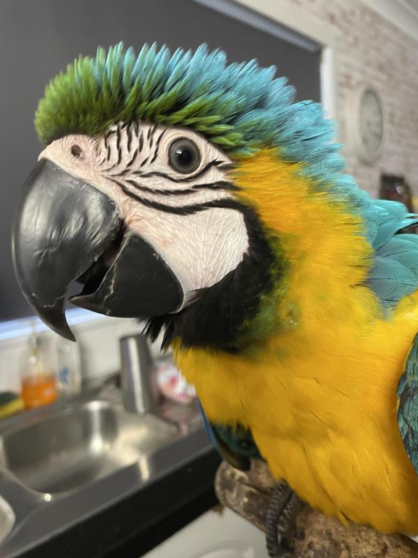 Blue and Gold Macaw
