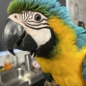 Blue and Gold Macaw