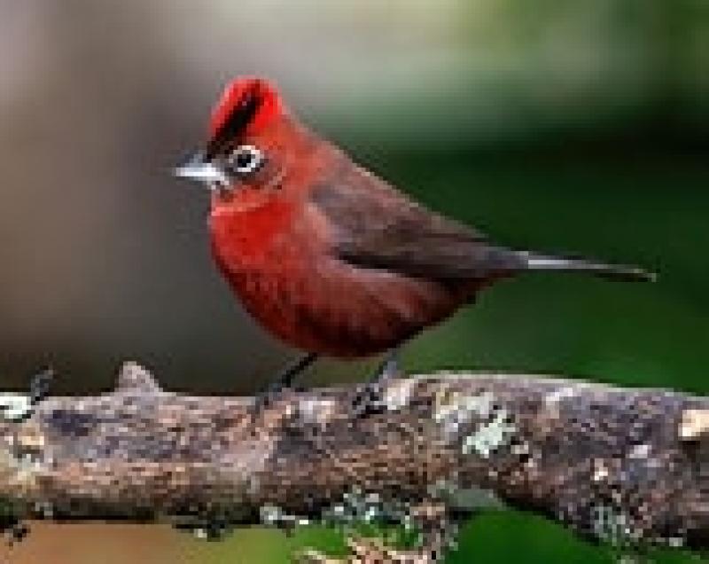 Red Crested Finch Males