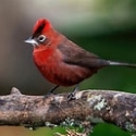 Red Crested Finch Males