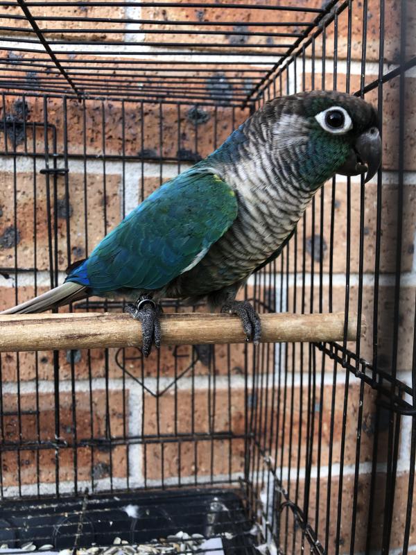 Violet Greencheek