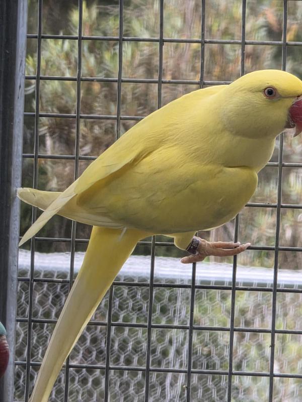 Indian ringnecks